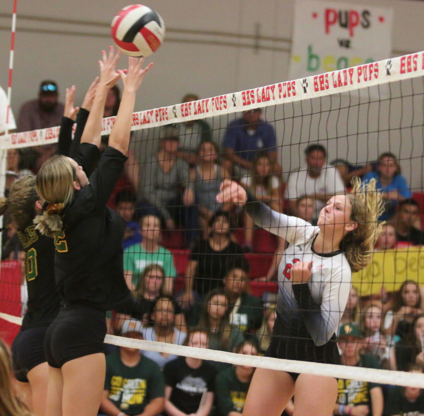 Golden Bears open season with victory over Bullpups